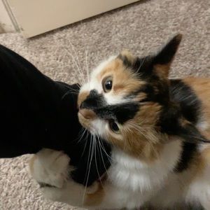 Meet your Posher, Chandler